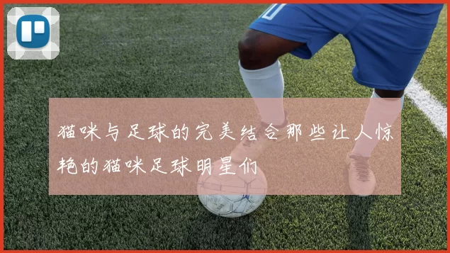 猫咪与足球的完美结合那些让人惊艳的猫咪足球明星们
